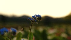 Landscapes Flowers depth of