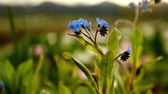 Landscapes Flowers depth of