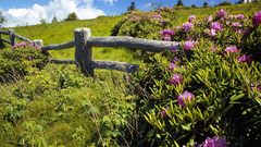 Landscapes Flowers fences Wood