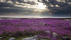 Landscapes Flowers fields