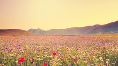 Landscapes Flowers fields