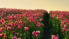 Landscapes Flowers fields tulips