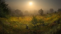 Landscapes Flowers fog nature oak forests valleys