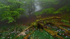 Landscapes Flowers fog nature Trees grass Green morning forests