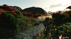 Landscapes Flowers fog nature Trees Mountains rivers