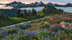 Landscapes Flowers fog nature Trees snow Mountains red pink 