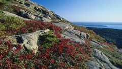 Landscapes Flowers foliage Maine national park blueberry acadia