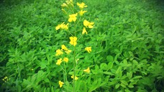 Landscapes Flowers grass abstract