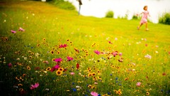 Landscapes Flowers grass children meadows Wildflowers blurred 