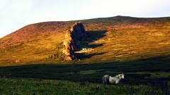 Landscapes Flowers grass meadows