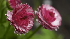 Landscapes Flowers HDR Photography