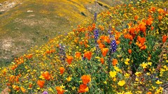 Landscapes Flowers hills meadows Wildflowers