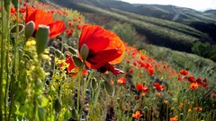 Landscapes Flowers hills Poppies