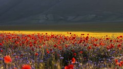 Landscapes Flowers Italy italia upscaled castelluccio di norcia