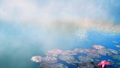 Landscapes Flowers Japan fish lakes lily pads Sans