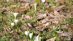 Landscapes Flowers leaves nature grass fields