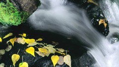 Landscapes Flowers leaves nature water wet rocks wildlife 