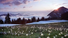 Landscapes Flowers Lilies avalanche Washington national park