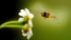 Landscapes Flowers macro bees