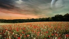 Landscapes Flowers moon Poppies