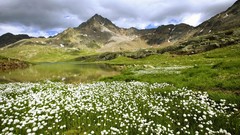 Landscapes Flowers Mountains
