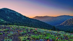 Landscapes Flowers Mountains