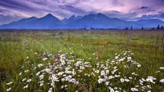 Landscapes Flowers Mountains