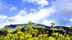 Landscapes Flowers Mountains clouds hills skies yellow flowers