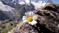 Landscapes Flowers Mountains Daisy
