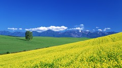 Landscapes Flowers Mountains Japan fields yellow flowers