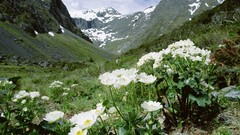 Landscapes Flowers Mountains New Zealand national park 