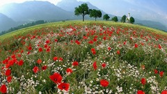 Landscapes Flowers Mountains Poppies