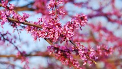 Landscapes Flowers nature