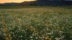 Landscapes Flowers nature