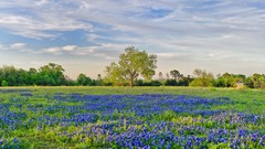 Landscapes Flowers nature