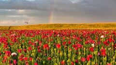 Landscapes Flowers nature