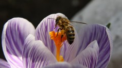 Landscapes Flowers nature