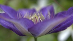 Landscapes Flowers nature