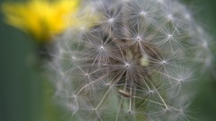 Landscapes Flowers nature