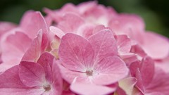 Landscapes Flowers nature