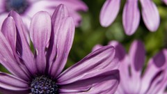 Landscapes Flowers nature