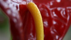 Landscapes Flowers nature