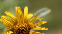 Landscapes Flowers nature