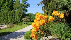 Landscapes Flowers nature