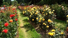 Landscapes Flowers nature