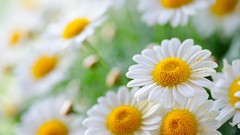 Landscapes Flowers nature