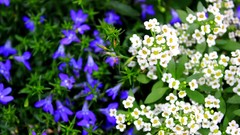 Landscapes Flowers nature