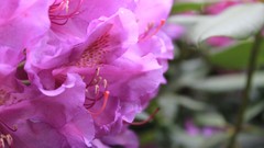 Landscapes Flowers nature