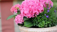 Landscapes Flowers nature