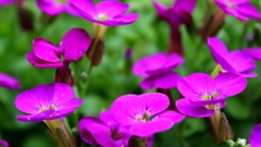 Landscapes Flowers nature